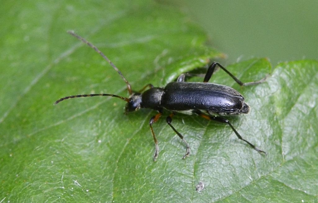 Grammoptera ruficornis, Cerambycidae